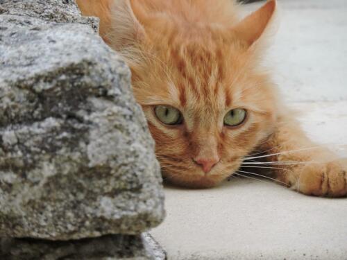 37549400 249034175816974 3678867929744539648 n