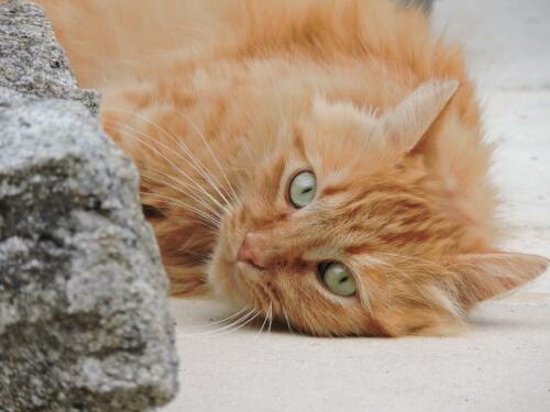 49798912 2297535867169380 4141756267646996741 n